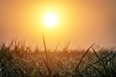 Güneşin doğuşunda yeşil çimlere çiy damlaları düşer ve yakın planda güneş.