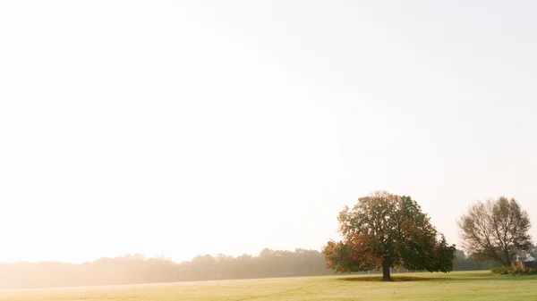 Lone tree on horizon — Stock Photo, Image