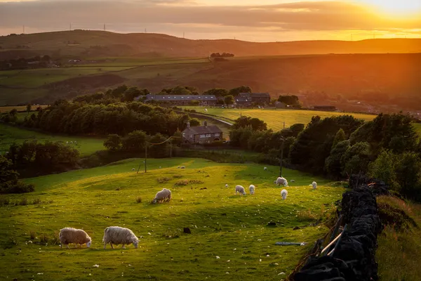 Pecore al pascolo nel Peak District Inghilterra Fotografia Stock