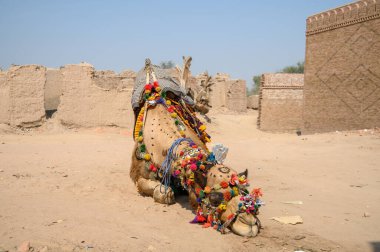 Camel  taking a rest before riding on a sunny day