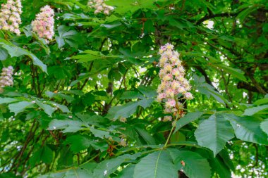 Kestane ağacının dalında yapraklar ve çiçekler var. Bahar doğası arka planı
