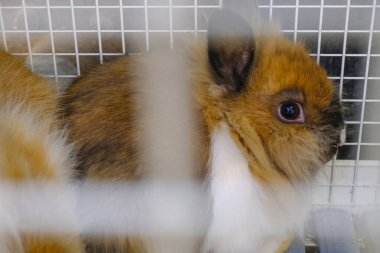 Şirin tüylü nano tavşan, o tavşan kafese yakın çekim. Evcil hayvanlar