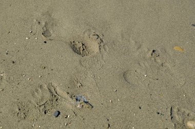 Kumsalda yakın plan kumlar, ufukta ayak izleri. Deniz kenarı geçmişi. Uzayı kopyala Üst Manzara. Yaz doğası arka planı