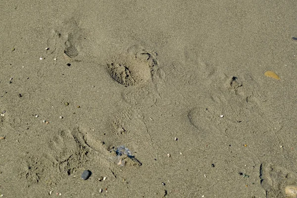 Kumsalda yakın plan kumlar, ufukta ayak izleri. Deniz kenarı geçmişi. Uzayı kopyala Üst Manzara. Yaz doğası arka planı