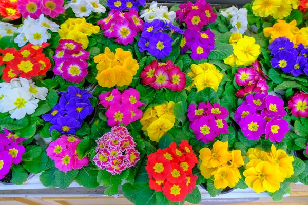 Flores Coloridas Jardim Close Loja Flores Primavera Prímulas Azáleas Multicoloridas — Fotografia de Stock