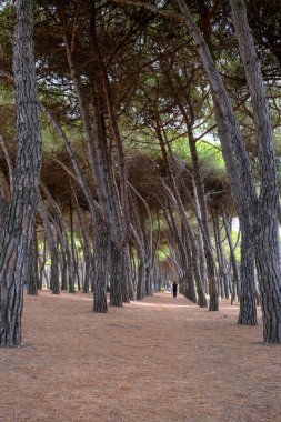 Deniz çam ağaçlı, gövdeli ve siluetli bir orman. Akdeniz Bölgesi, Toskana, Marina di Carrara. 