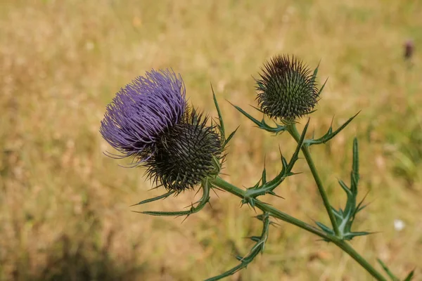 thistle in bloom in the field on a sunny day close-up. Wildflower. natural background