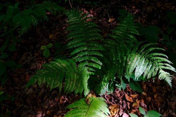Fern Leaves Close Forest Sunlight Dark Leaves Natural Background — Stock fotografie