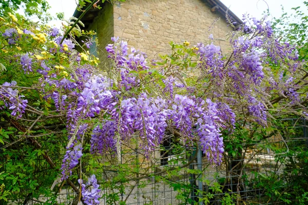 Purple wisteria flowers hanging on the fence across the brick building. View from beneath. Natural background