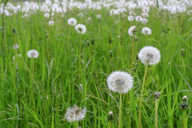 Yeşil çimlerde karahindibalar, yeşil doğal arka plan boyunca yakın plan. Uzayı kopyala Bahar mevsimi. Karahindiba tarlası