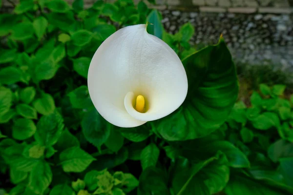 Biały Kwiat Lilii Przez Zielony Ciemny Liście Bliska Widok Góry — Zdjęcie stockowe