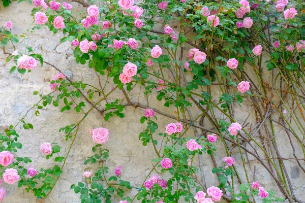 Rosa Rosen Der Wand Garten Großaufnahme Natürlicher Hintergrund Garten — Stockfoto