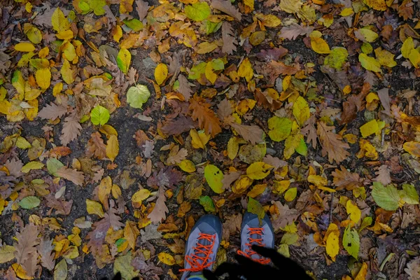 Colorful Autumn Leaves Ground Person Shoes Top View Fall Season — Stockfoto