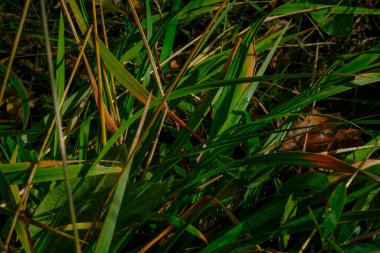 green and yellow grass in the morning lights and shadows. natural background. Macro 