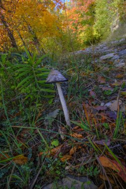 mushroom in the autumn forest close-up. Autumn nature. macro 