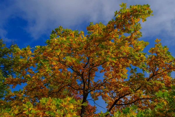 Gelbe Herbstbaumblätter Unter Dem Blauen Himmel Herbstliche Natur Saisonale — Stockfoto