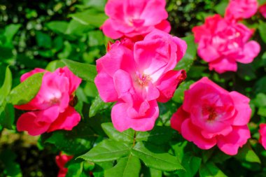 Bahçeye yakın plan pembe güller ve gallica resmi. doğal arkaplan