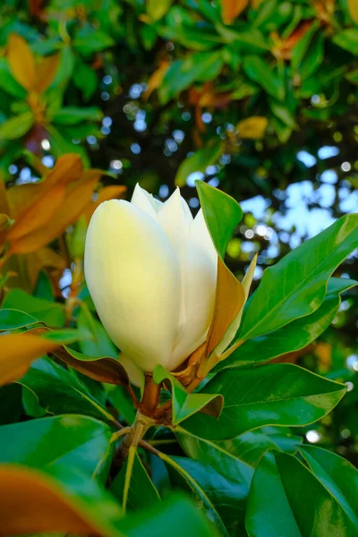 Weiße Gardenien Blühen Großaufnahme Über Brunch Und Baum Natürlicher Hintergrund — Stockfoto