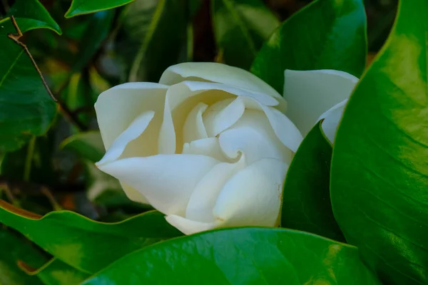 White gardenia flowers close-up across brunches and tree. natural background. Gardenia tree