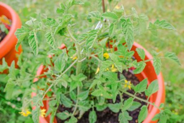 Domates çalısı yakın plan kahverengi vazo. Bahçe işleri, balkon bahçe işleri, şehirde bahçe işleri.