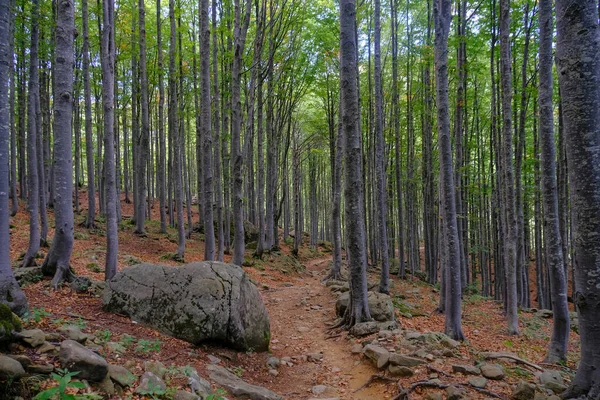 Efterårsskov Med Sollys Naturlig Baggrund Rejser Vej Vandreture Trekking Koncept - Stock-foto