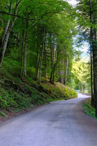 Droga Lesie Perspektywie Park Narodowy Appennino Tosco Emiliano Lagdei Emilia — Zdjęcie stockowe