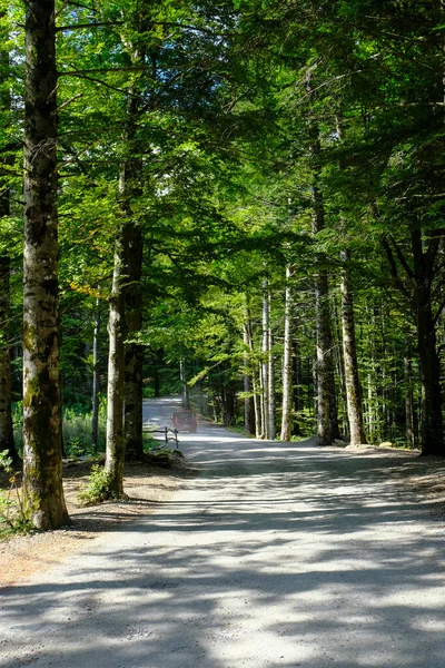 Araba Perspektif Olarak Ormanda Yol Boyunca Ilerliyor Ulusal Park Appennino — Stok fotoğraf