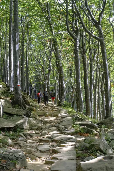 Toeristen Wandelpad Het Bos Van Lagdei Nationaal Park Appennino Tosco — Stockfoto