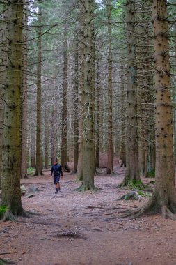 Kozalaklı ormanda yürüyüş yapan atletik bir adam. Seyahat, yol, yürüyüş, yürüyüş konsepti. Ulusal Park Appennino Tosco-Emiliano. Lagdei, Emilia-Romagna
