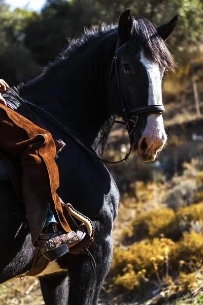 Caballo negro — Foto de Stock