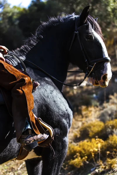 Schwarzes Pferd — Stockfoto