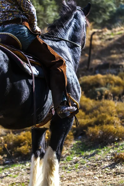 Caballo negro — Foto de Stock