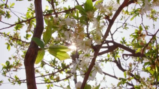 Vita Körsbärsblommor Blommar Närbild Solnedgångsljus Romantisk Våren Delikat Blomma Kronblad — Stockvideo