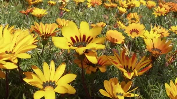 Schöne Gelbe Blumen Schwingen Und Gleiten Zeitlupe Nahaufnahme Natur Hintergrund — Stockvideo
