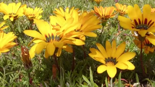 Belles Fleurs Jaunes Balançant Glissant Mouvement Lent Gros Plan Arrière — Video