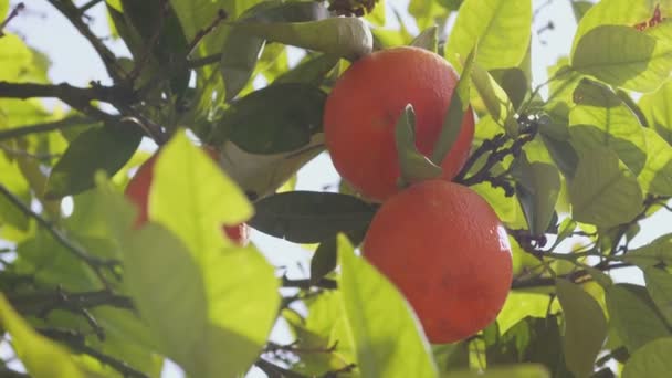 Orange Juteux Mûr Sur Branche Oranger — Video