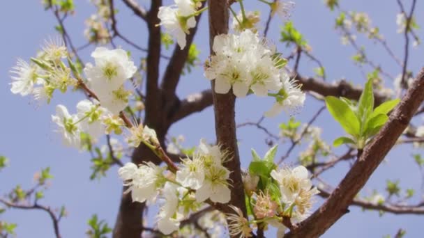 Vita Körsbärsblommor Blommar Närbild Solnedgångsljus Romantisk Våren Delikat Blomma Kronblad — Stockvideo