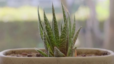 Gri kaptaki kaktüs. Bu video kayarken bir saksının içindeki aloe vera bitkisinin yakın çekimini gösteriyor..