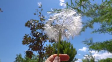 Tohumlar yavaş çekimde havalanana kadar rüzgarda hafifçe sallanan bir karahindiba. Güzel ve sinematik bir karahindiba.
