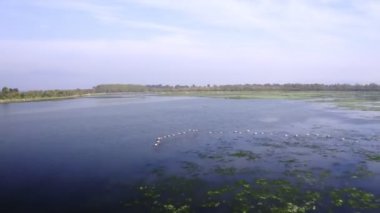 Uçan Flamingolar. Bu video havadan çekilen flamingoların suyun üzerinde uçtuğunu gösteriyor..