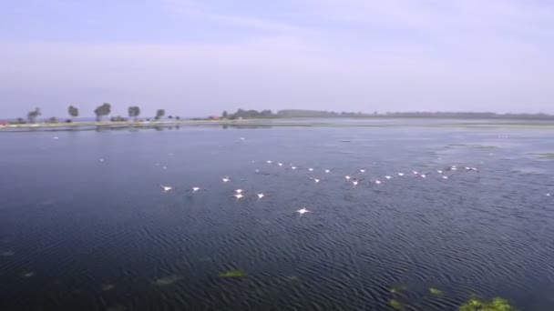 フラミンゴを飛ぶ このストックビデオでは 水上を飛行するフラミンゴの追跡空中ショットを示しています — ストック動画