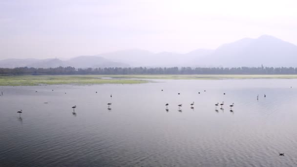 Flamingos Toto Video Ukazuje Letecký Pohled Hejno Plameňáků Stojících Jezeře — Stock video