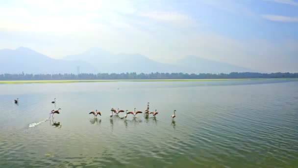 Flamingos Startují Toto Video Ukazuje Sledovací Anténní Záběr Plameňáků Letících — Stock video