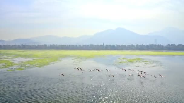 Létající Flamingos Toto Video Ukazuje Sledovací Letecké Záběry Plameňáků Letících — Stock video