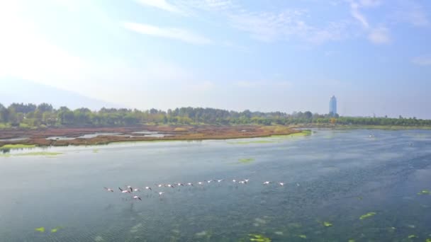 Létající Flamingos Toto Video Ukazuje Sledovací Letecké Záběry Plameňáků Letících — Stock video