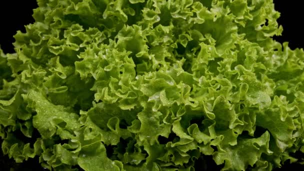 Lettuce Close Close View Green Fresh Lettuce Water Drops Rotating — ストック動画