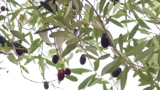 Azeitonas Árvore Ramo Oliveira Cheio Frutos Maduros Durante Verão — Vídeo de Stock