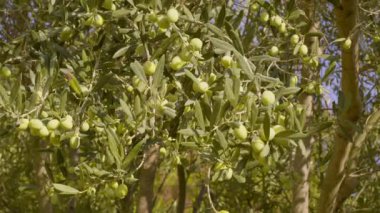 Ağaçtaki zeytinler. Yaz boyunca olgun meyvelerle dolu bir zeytin dalı..