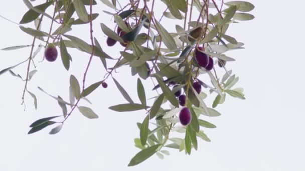 Ağaçtaki Zeytinler Yaz Boyunca Olgun Meyvelerle Dolu Bir Zeytin Dalı — Stok video