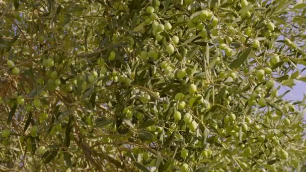 Oliwki Drzewie Latem Gałąź Drzewa Oliwnego Pełna Dojrzałych Owoców — Wideo stockowe